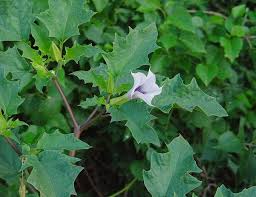 Image result for Datura stramonium