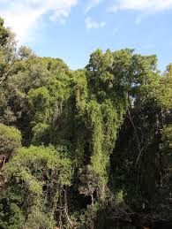 Image result for Secamone alpini