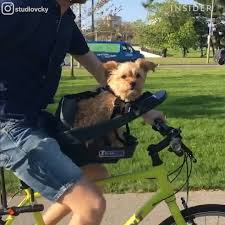 This dog basket for bike is from a less popular but rapidly growing dog products manufacturer, doggyride. Buddyrider Dog Bicycle Seat Safety Dog Bike Seat For Dogs Up To 25 Lbs