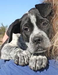 Black And White Spotted Blue Heeler Adopt Paula On Petfinder Blue Heeler Puppies Cattle Dogs Rule Heeler Puppies