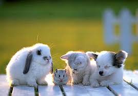Cute Baby Animal Day Cute Animals Animals Friendship Animals