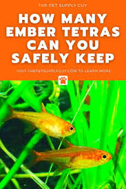 Ember Tetra - A Bright Peaceful Nano Fish | Practical Aquariums