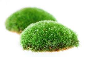 Is this popular gardening material bad for the planet? 10 Indications Your Soil Is Bad And How To Fix It Organic Gardening Moss Plant Moss