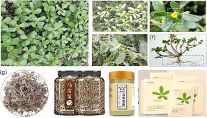 Image result for Portulaca oleracea