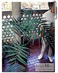 Image result for Chamaedorea radicalis