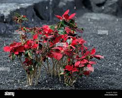 Image result for Begonia pulcherrima