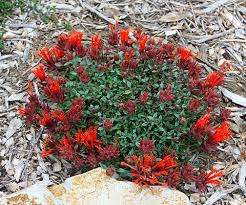 Image result for Marsdenia macrantha