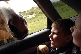 Independent.ie Summer Scrapbook