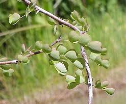 Image result for Fabaceae subfamily Caesalpinioideae