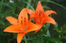 how to care for tiger lilies in 2020 tiger lily tiger lily flowers lily flower