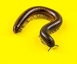 Black And Yellow Millipede Pin By Artbrownies On Bugs In 2020 Millipede Centipede Facts For Kids