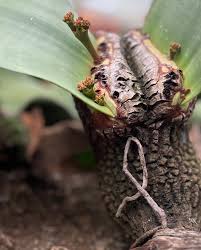 Image result for Anthospermum welwitschii