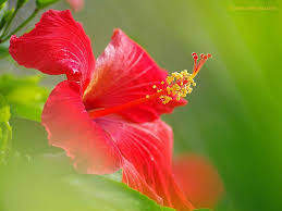 Next, glue all petals like image below. Hibiscus Flower Wallpapers Wallpaper Cave