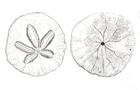 The most popular sand dollar is the echinarachnius parma. Sand Dollar Drawing By Karla Kaizoji Austin