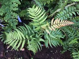 Dryopteris Lepidopoda Farn
