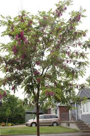 Robinia ambigua robinia purple robe. Purple Robe Locust Robinia X Ambigua Idahoensis é¦™èŠ±æ§ My Food And Flowers