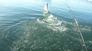 We go to where the fish are every time and get there faster. St Petersburg Fishing Charters Experience The Best Fishing In All Of Florida