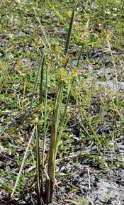 Image result for Cyperus latifolius