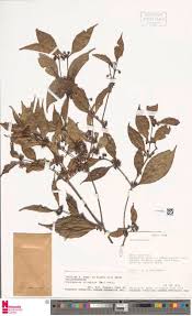 Image result for Landolphia letestui