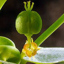 Image result for Emiliella exigua