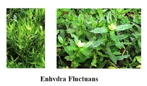 Image result for Enydra fluctuans