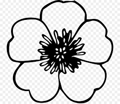 Libro Da Colorare Di Fiori Di Papavero Per Adulti Fiore Scaricare Png Disegno Png Trasparente Fiore Png Scaricare