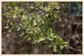 Image result for Flacourtia indica