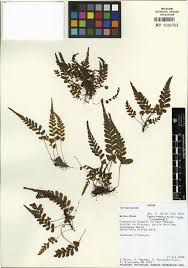 Image result for Triplophyllum