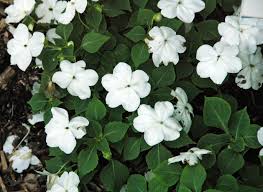Image result for Impatiens wallerana