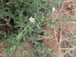 Image result for Boraginaceae