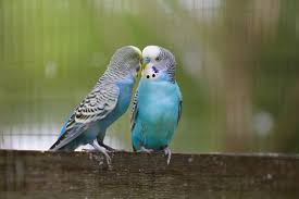 Birds You Can Have As Pets The 5 Smartest Birds You Can Keep As Pets Pets Pet Birds Budgerigar