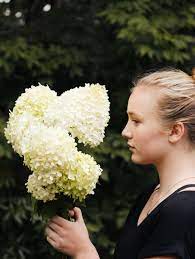 Ryan gainey values the extravagantly colorful (as well as white) hydrangea and some people have quite the hydrangea obsession, but it is only a mild one for me. How To Grow Humongous White Hydrangea Pith Vigor By Rochelle Greayer