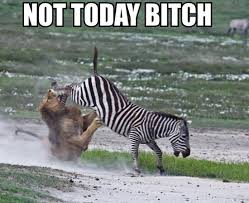 Afbeeldingsresultaat voor never give up funny