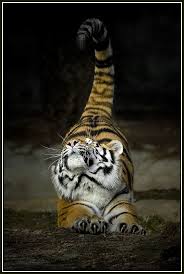 Ooooh That Feels Sooo Gooood Big Cats Photography Cat Stretching Animals