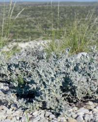 Image result for Stemodia serrata