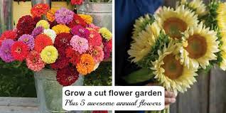 Maybe you would like to learn more about one of these? How To Plant Grow A Cut Flower Garden Plus 5 Flowers To Get Started