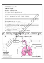 Respiratory System Esl Worksheet By Ihusan