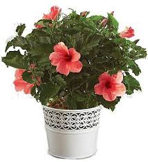 Image result for Hibiscus noldeae