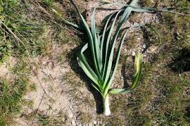 Lauch Porree Aus Dem Garten In Deine Kuche Haus Und Beet In 2020 Unkraut Im Garten Porree Kartoffeln Pflanzen