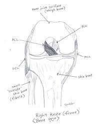 Learn how to naturally prevent joint problems! Klay Thompson S Torn Acl How Rehabilitation And Return Might Go For The Golden State Warriors Guard Oregonlive Com