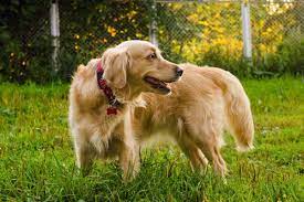 Can My Dog Eat These Human Superfoods American Kennel Club American Kennel Club Dogs Dog Eating