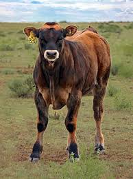 Marketing companies pay premiums for these cattle ! North American Piedmontese Wikipedia