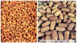 تمر لبان قسم التمور مع الصور قسم التمور انواع الاسماك مع الصور الموقع الزراعي ومنوعات اخرى vegetables beans food