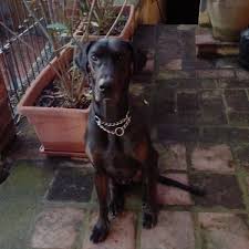 Marley ha solo 3 mesi, è un cucciolo di. Regalo Doberman Alano