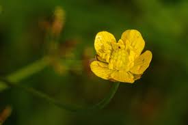 Image result for Ranunculus multifidus