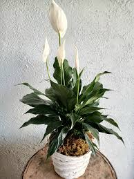Image result for Spathiphyllum