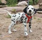 Dalmatian Puppies for Sale in NY | Lancaster Puppies