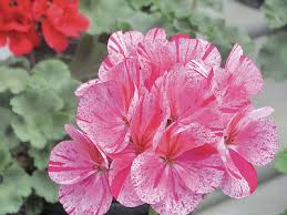 The greenhouse effect