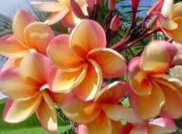 Plumeria Frangipani Plumeria India Frangipani Fleurs Incroyables Rose Du Desert Hibiscus