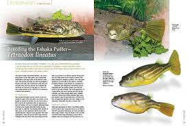 Football fish on wn network delivers the latest videos and editable pages for news & events, including entertainment, music, sports, science and in females, the mouth is large and oblique. Tetraodon Hashtag On Twitter
